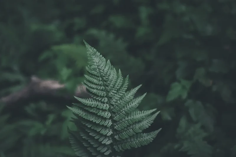 nature-forêt