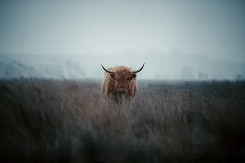 highland-cow-champ-cow-vache-highland