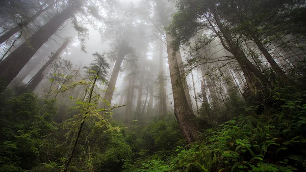 forest-foret-arbre-nature