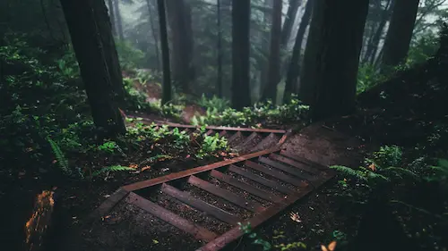 forest-foret-nature-wild-escalier-stairs