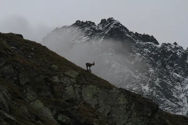 mountains-montagne-goat-belier