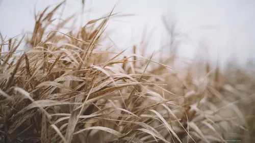 Herbes-nature-champ-grass-nature-field