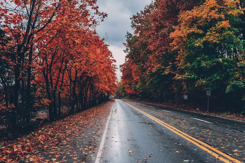 road-route-foret