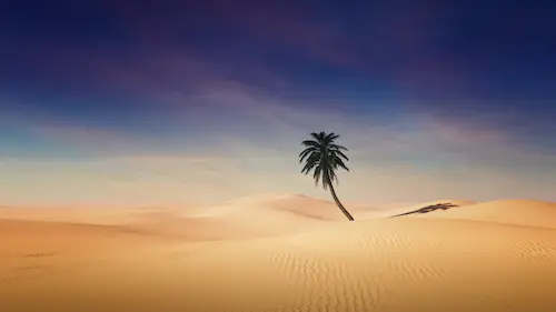 palm-tree-desert-palmier-désert