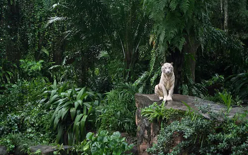 white-tiger-forest-tigre-blanc-forêt