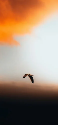 Oiseau-Bird-Vol-Flying-Ciel-Sky-Nuage-Cloud-Coucher-Sunset