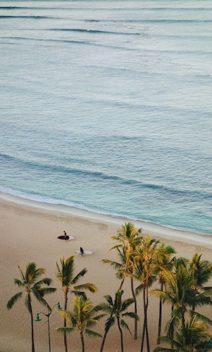 beach-palm-trees-ocean-plage-palmiers-ocean