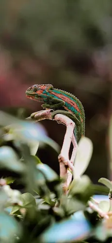 chameleon-cameleon-tree-arbre