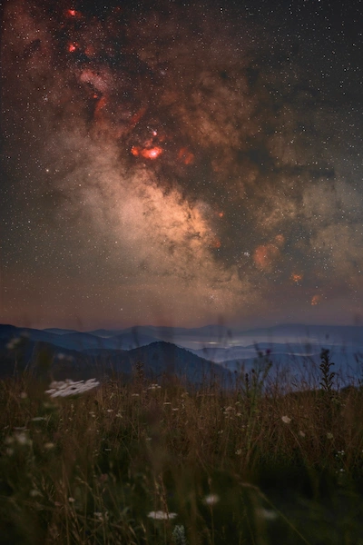 nature-flowers-fleur-sky-étoiles