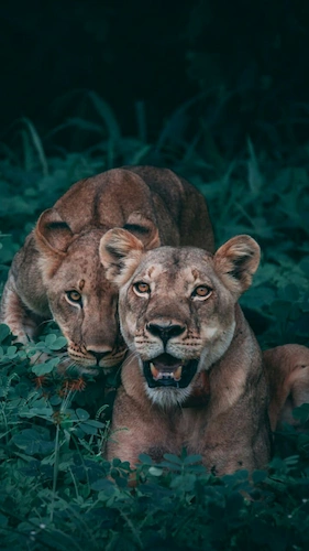 nature-lions-wildlife-animals