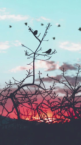 sunset-birds-silhouette-nature-oiseaux