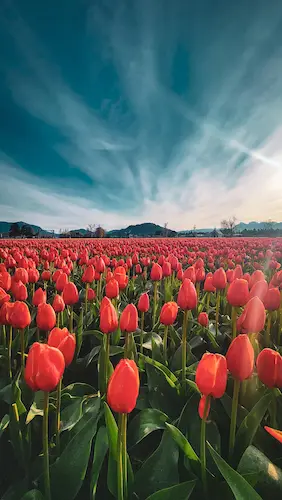 tulip-field-sky-champ-de-tulipes-ciel